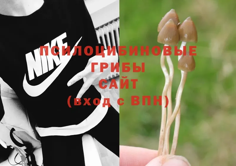 Галлюциногенные грибы Psilocybe  купить наркоту  Шелехов 